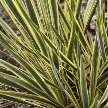 Yucca Bright Edge - Variegated Adams Needle - Large