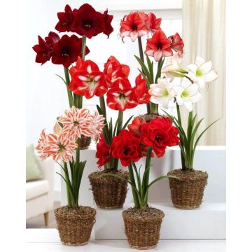 Amaryllis MEGA BAG - Pack of SIX in Assorted varieties - Ideal Home Decor