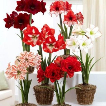 Amaryllis MEGA BAG - Pack of SIX in Assorted Bulb Varieties - Ideal Home Decor Amaryllis MEGA BAG - Pack of SIX in Assorted Bulb Varieties - Ideal Home Decor