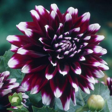Dahlia Mystery Day - Special Premium Variety - Pack of THREE
