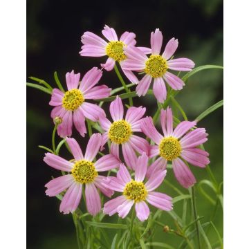 Coreopsis rosea American Dream