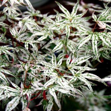 Acer palmatum Ukigumo-Japanese Maple- Large Plant- approx.120-140