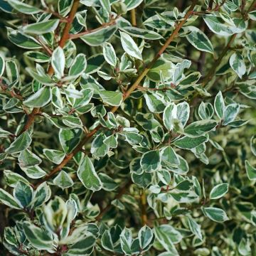 Rhamnus alaternus 'Argenteovariegatus' - Buckhorn