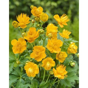 Trollius Golden Queen