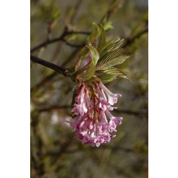 Viburnum Bodnantense Dawn