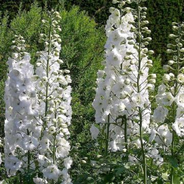 Delphinium Galahad - White