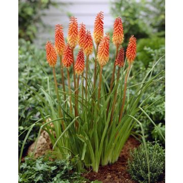 Kniphofia Alcazar - Red Hot Poker