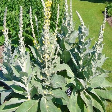 Verbascum 'Arctic Summer'