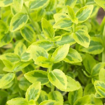 Euonymus fortunei Emerald & Gold