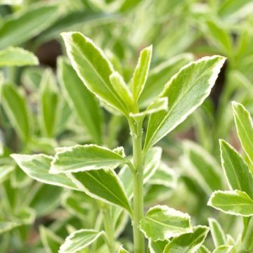 Euonymus japonicus microphyllus Albovariegatus