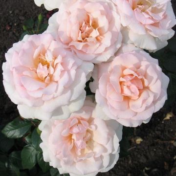 Rose 'A Whiter Shade of Pale' - Hybrid Tea Rose
