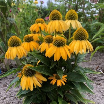 Echinacea Lemontiny - Cone Flower