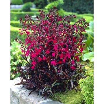 Lobelia cardinalis Russian Princess