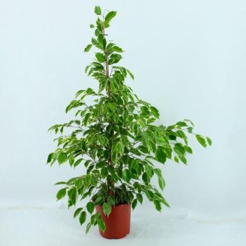 Ficus benjamina Golden King - Weeping Fig - House Plant - 80-100cm
