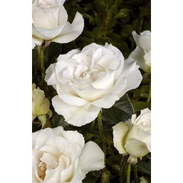 Rose 'Margaret Merril' - Floribunda Rose