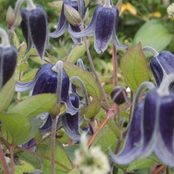 Clematis integrifolia Fascination - Summer Flowering Clematis