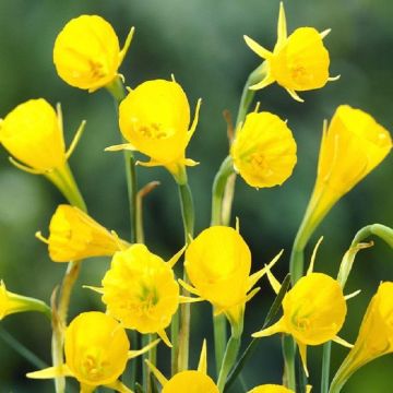 Narcis bulbocodium - Daffodil
