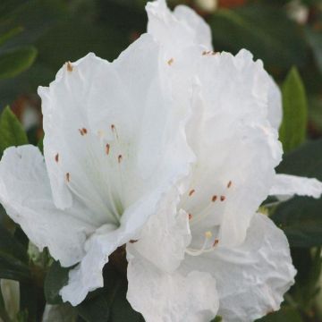 Azalea japonica Pleasant White - Pack of THREE Plants