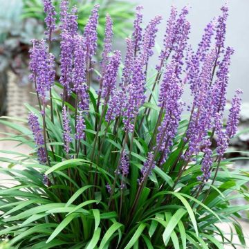 Liriope muscari - Big Blue Lily Turf - Pack of THREE Plants