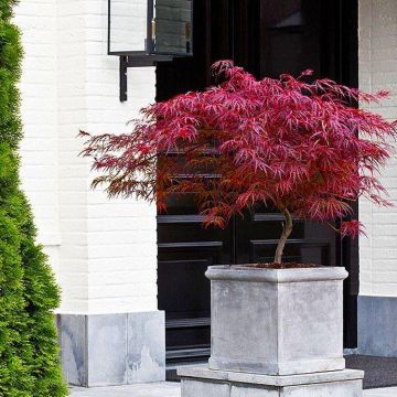 Acer palmatum dissectum Firecracker - Japanese Maple