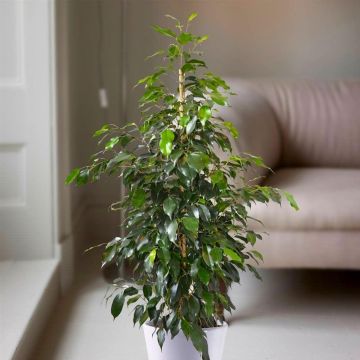 SPECIAL DEAL - Ficus benjamina Danielle - Weeping Fig Tree - House Plant - 100-110cm