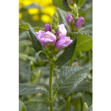 Chelone oblique - Turtle Head Flower