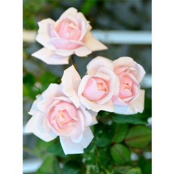 Large 6-7ft Specimen - Climbing Rose New Dawn