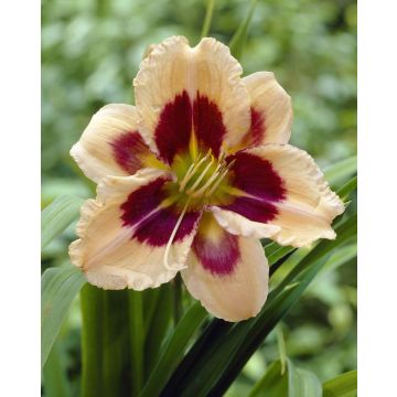 Hemerocallis ''Moonlit Masquerade''