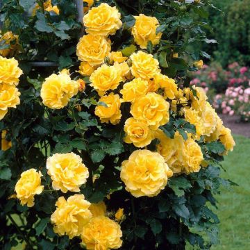 Rose Golden Showers - Climbing Rose