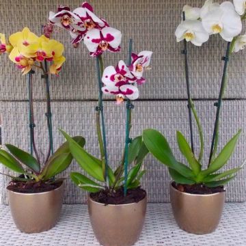 SPECIAL DEAL - Luxury Phalaenopsis - Pack of THREE Moth Orchids in Assorted Colours
