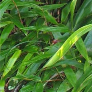 Indocalamus Tesselatus - Bamboo