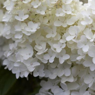 Hydrangea paniculata Grandiflora