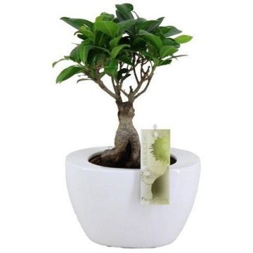 Ficus Ginseng Bonsai in Contemporary White Ceramic Planter