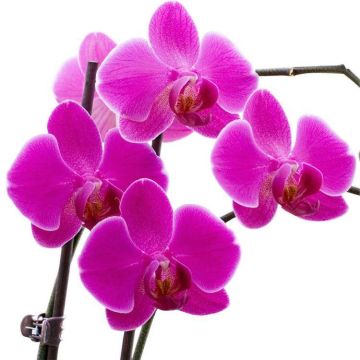 Luxury Phalaenopsis - PINK Moth Orchids in Stylish White display pots - THREE Plants