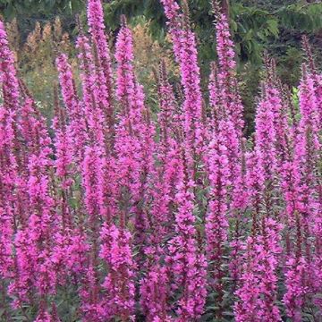 Lythrum virgatum 'Dropmore Purple'