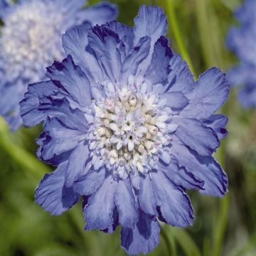 Scabiosa caucasica 'Fama'