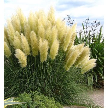 Cortaderia selloana Sunningdale Silver - Pampas Grass