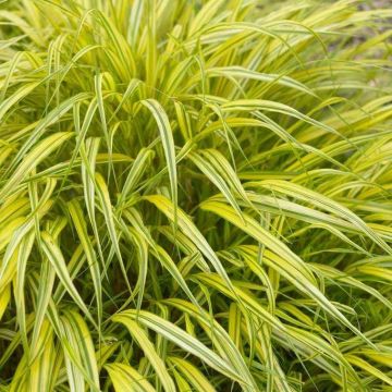 Hakonechloa Macra Aureola