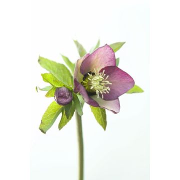 Helleborus orientalis Picotee - Hellebore