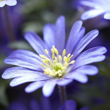 Anemone blanda Blue Shades