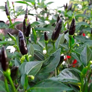 Chilli Pepper - Zimbabwe Black