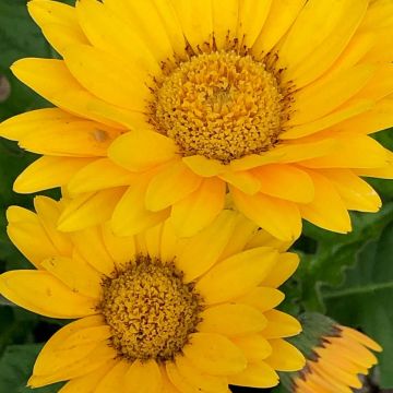Giant Flowered Gerbera Garvinea Yellow Smile - Beautiful Hardy Gerbera with Giant Daisy Flowers