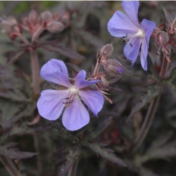 Geranium pratense Midnight Reiter (Purple Heron)