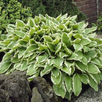 Hosta undulata albomarginata