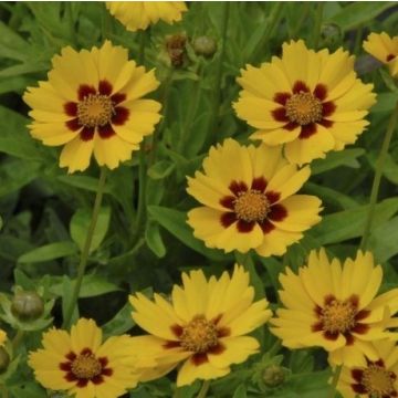 Coreopsis lanceolata Sterntaler