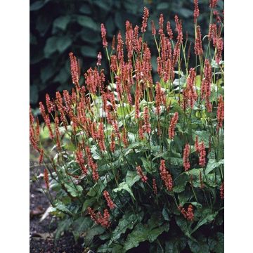 Persicaria amplexicaulis 'Orange Field'