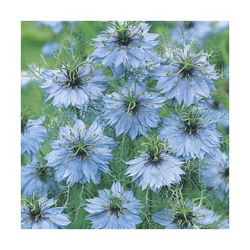 Nigella damascena Miss Jekyll Sky Blue Nigella damascena Miss Jekyll Sky Blue