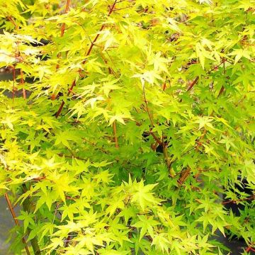 Acer palmatum Ueno Yama - 100-140cms Japanese Maple