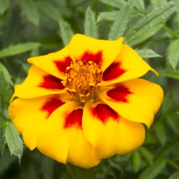 French Marigold - Pascal