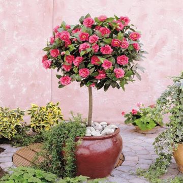 Camellia Tree Standard - Pink Flowering Spring Festival Camellia Tree